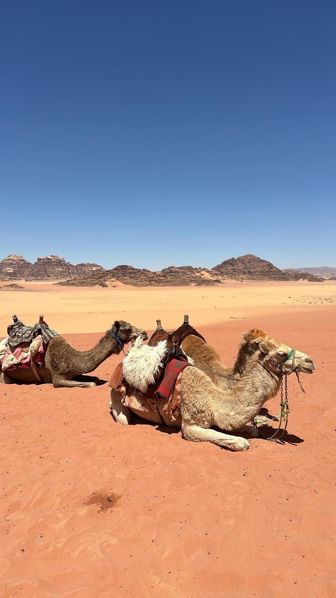 Wadi Rum Nature Zewnętrze zdjęcie